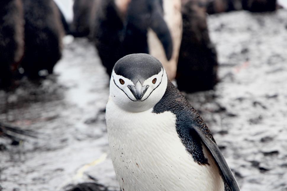 Free Image of Penguin Swimming in Water 