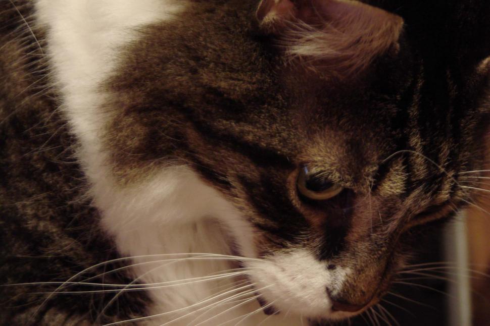 Free Image of Close Up of a Cat on a Table 