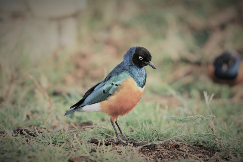 Free Image of Small Bird Perched on Grass Covered Field 