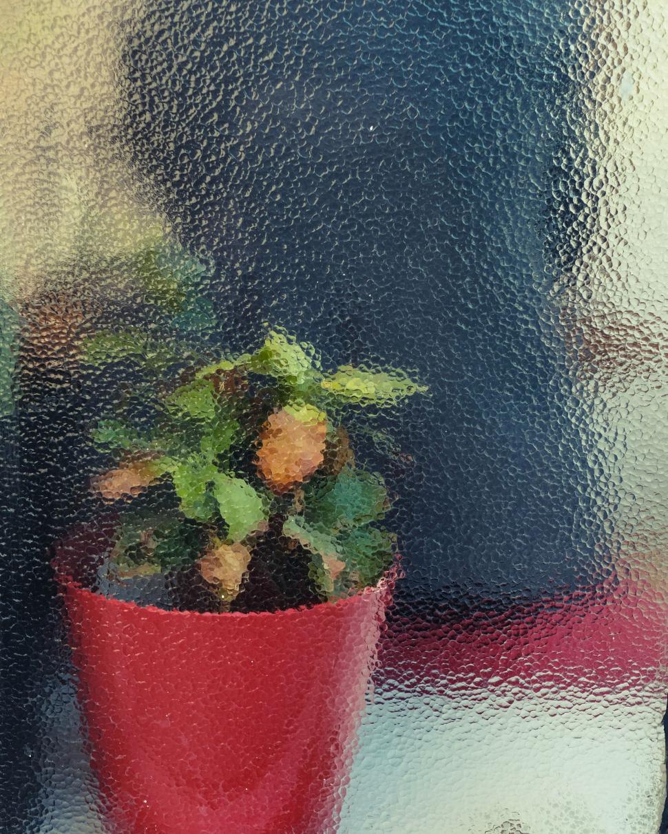 Free Image of Potted Plant on Window Sill 