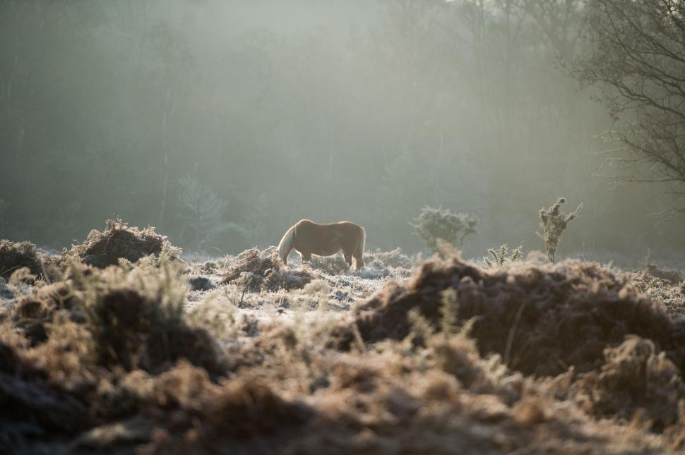 Free Image of Horse Standing in Field of Grass 