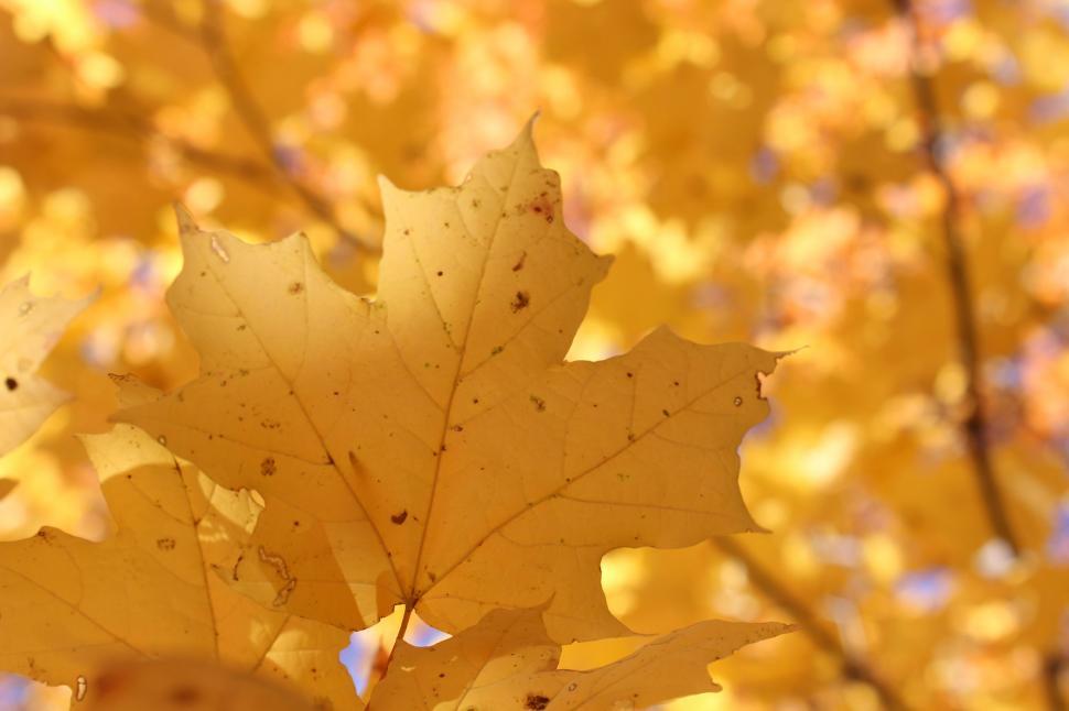 Free Image of Close-Up of a Leaf on a Tree 