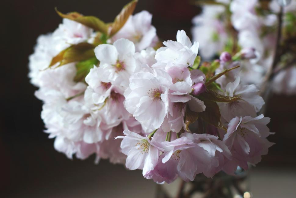 Free Image of Vase Overflowing With Pink Flowers 
