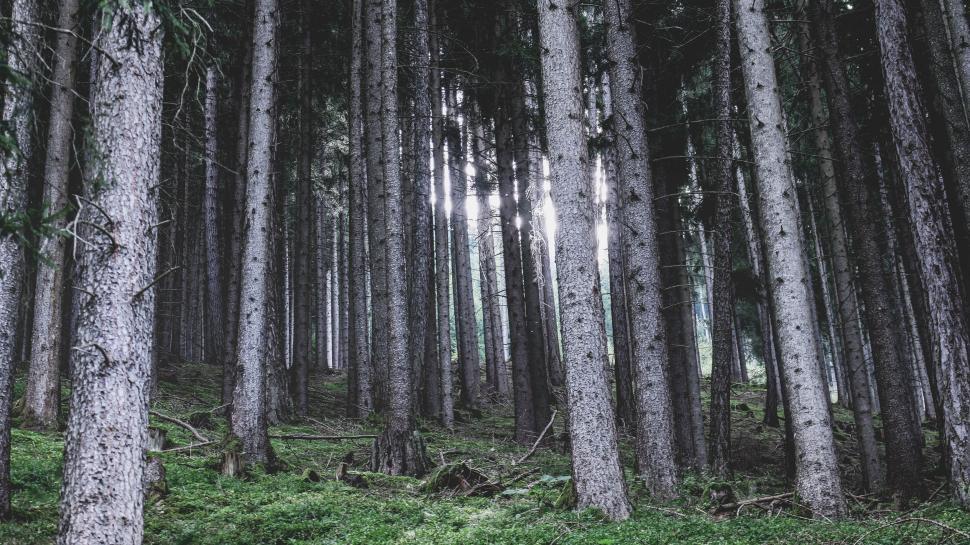 Free Image of Dense Forest With Tall Trees 