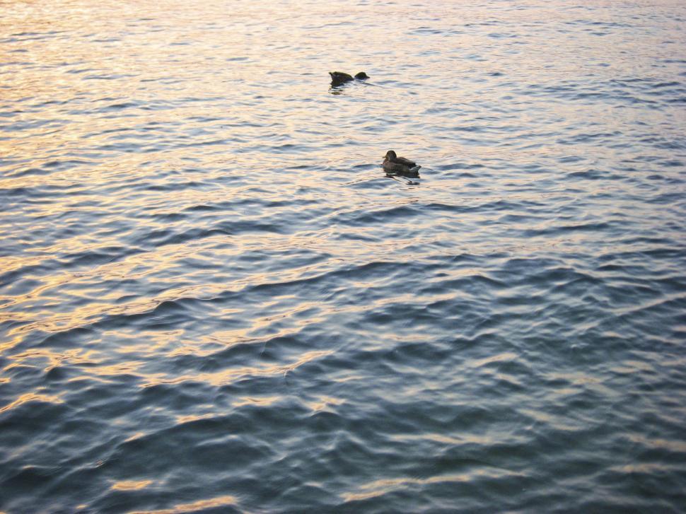 Free Image of Ducks on lake 