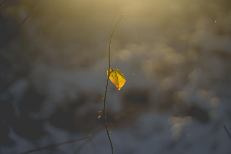 Free Image of Floating Yellow Leaf in Water 