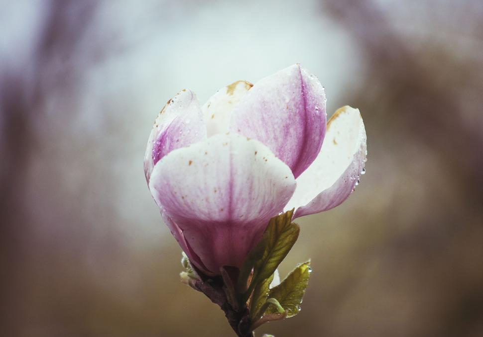 Free Image of Pink Flower Covered in Water Droplets 