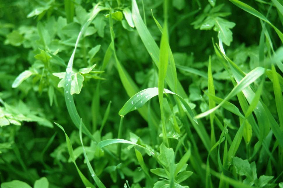 Free Image of Green grass 