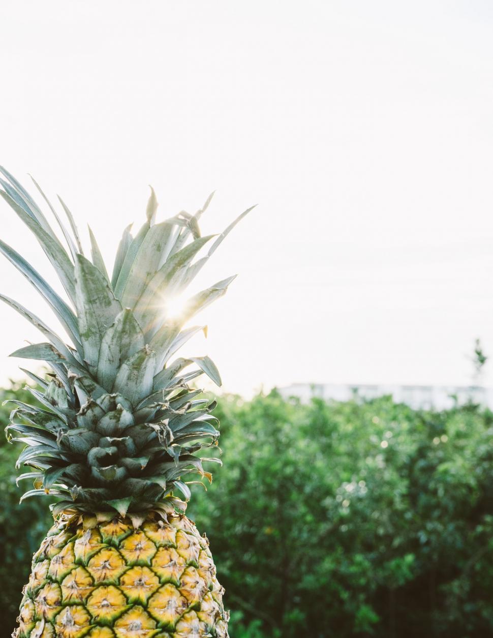Free Image of Pineapple on Wooden Table 