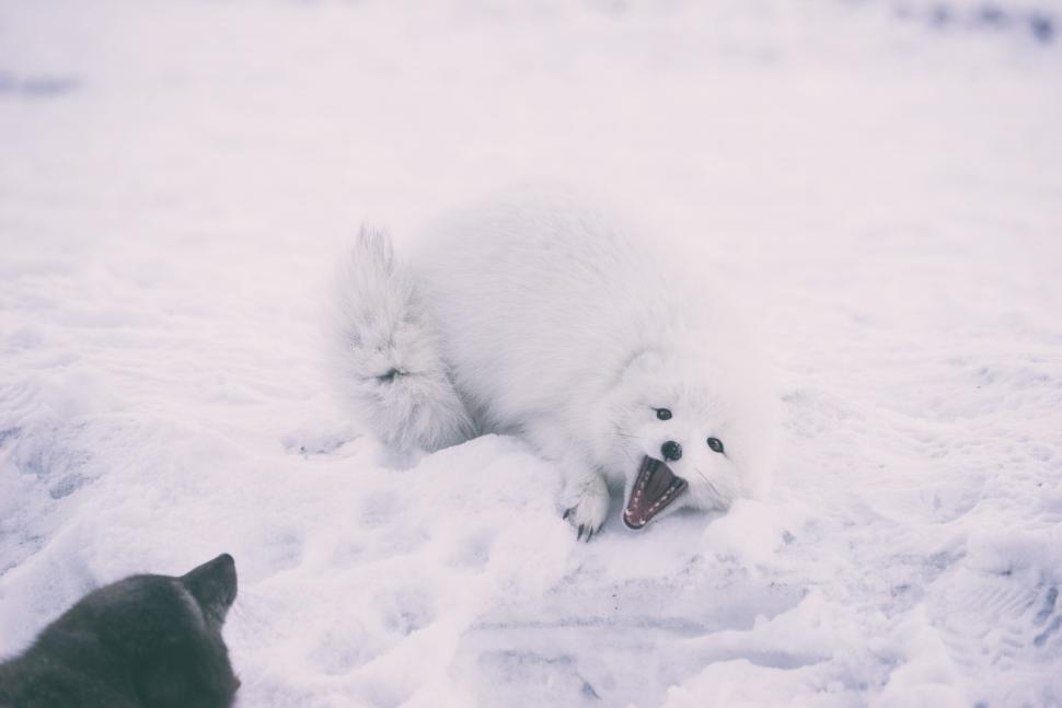 Free Image of Two Cats Playing in the Snow 
