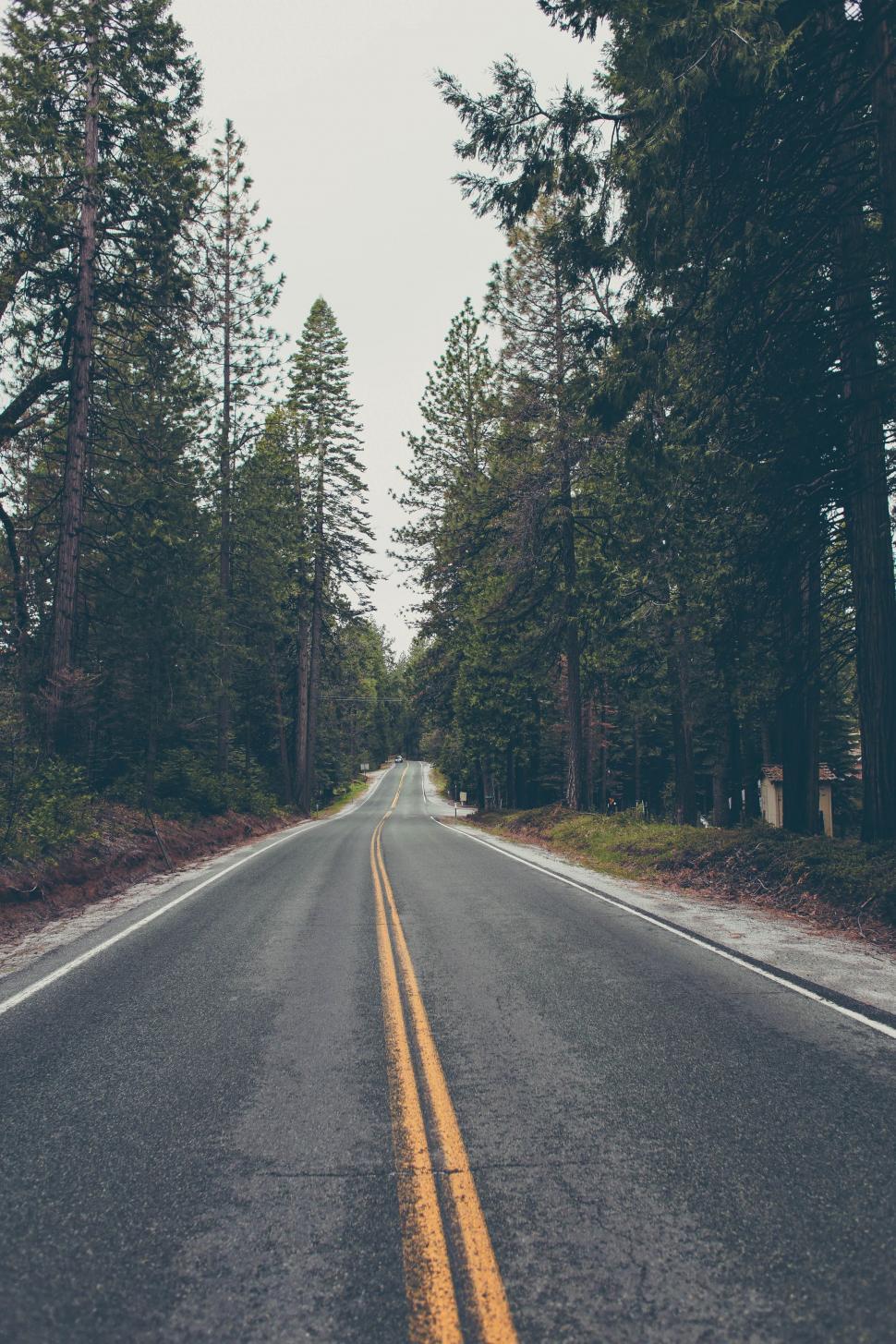 Free Image of Empty Road Cutting Through Forest 