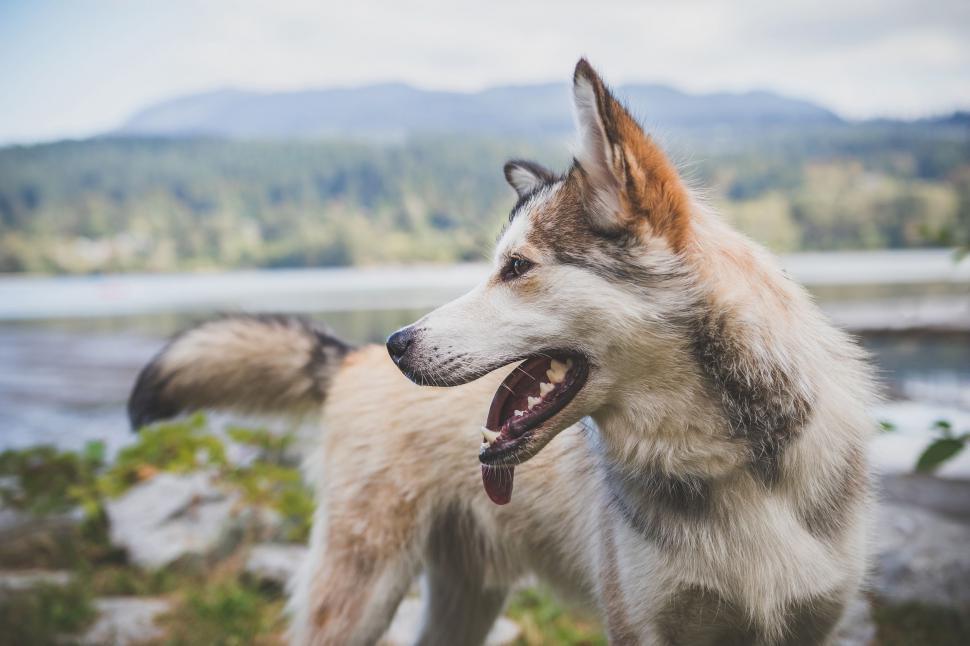 Free Image of Dog With Mouth Open Standing by Water 