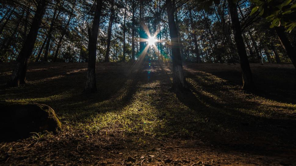 Free Image of Sun Shining Through Trees in Woods 