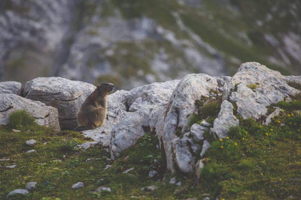 Free Image of Bird Perched on Rock-Covered Hillside 
