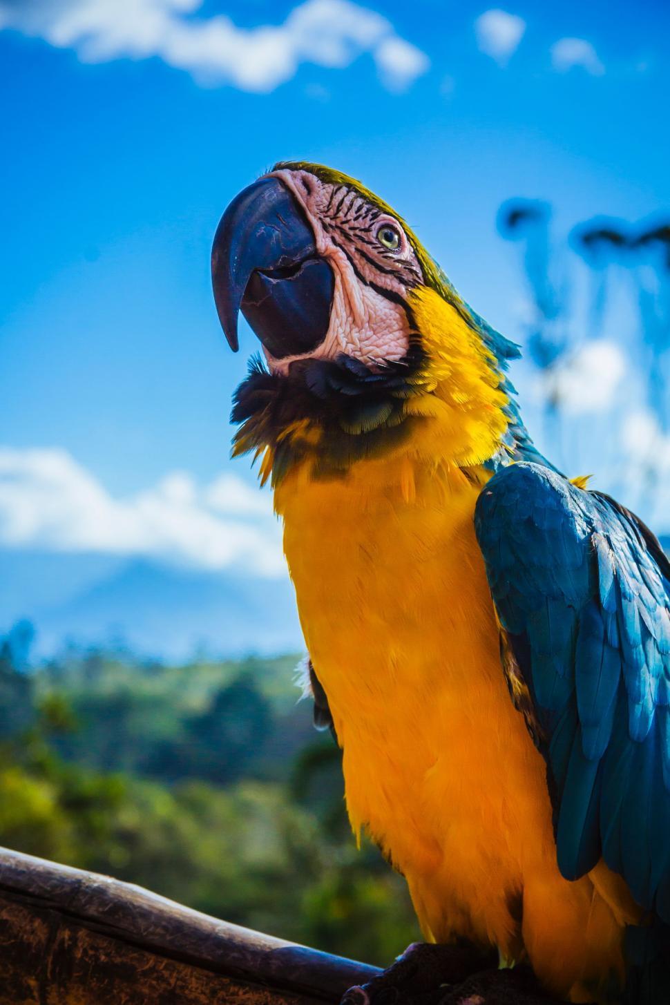 Free Image of Blue and Yellow Parrot Perched on Tree Branch 