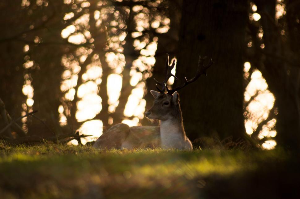Free Image of Deer Laying Down in the Middle of a Forest 