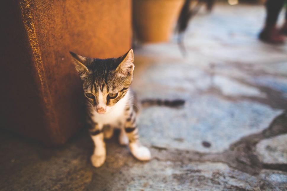 Free Image of Cat Sitting Next to Wall 