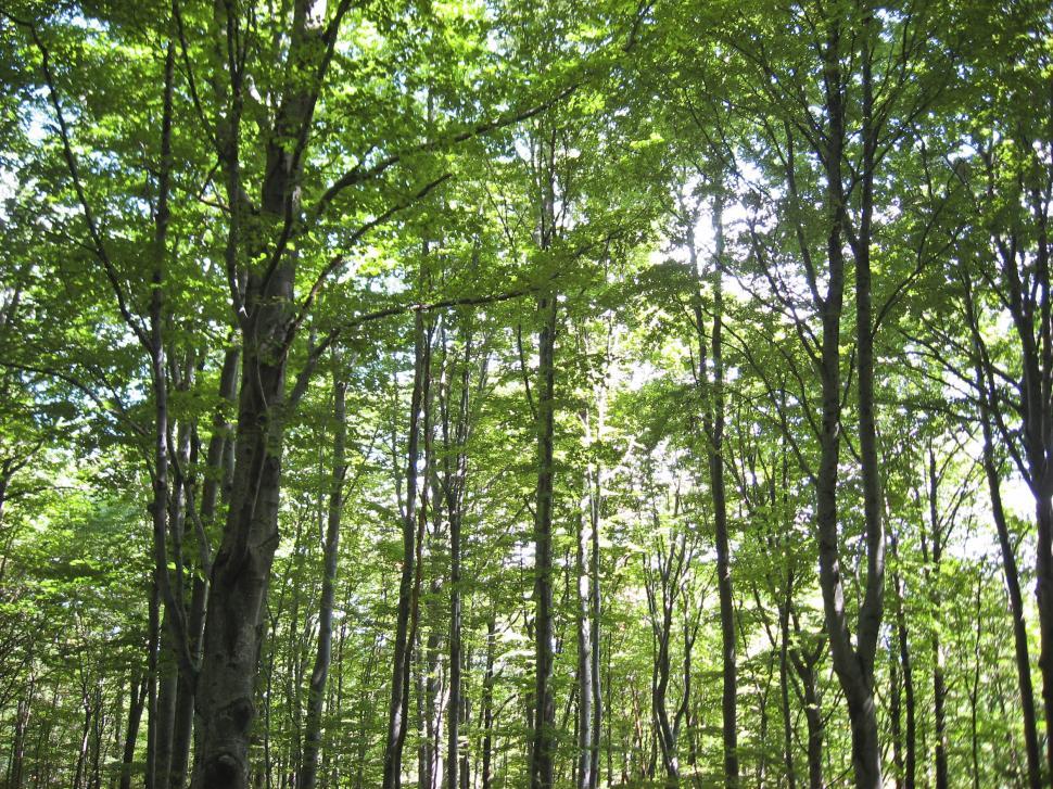 Free Image of Tall trees 