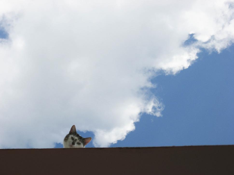 Free Image of cat on the roof 