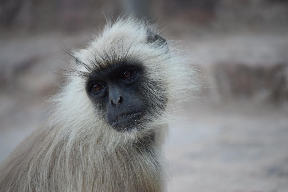 Free Image of Black and White Photo of a Monkey 
