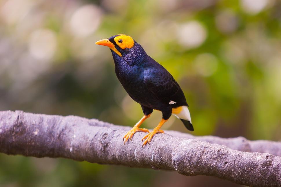 Free Image of Small Bird Perched on Top of a Tree Branch 