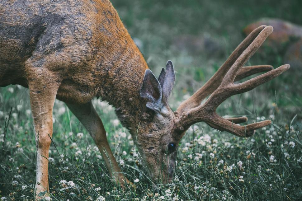 Free Image of Deer Grazing on Grass 
