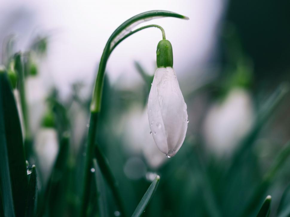 Free Image of Water Droplets on Close-Up Flower 