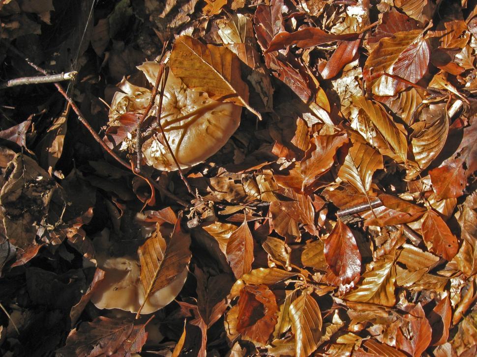 Free Image of Fallen leaves 