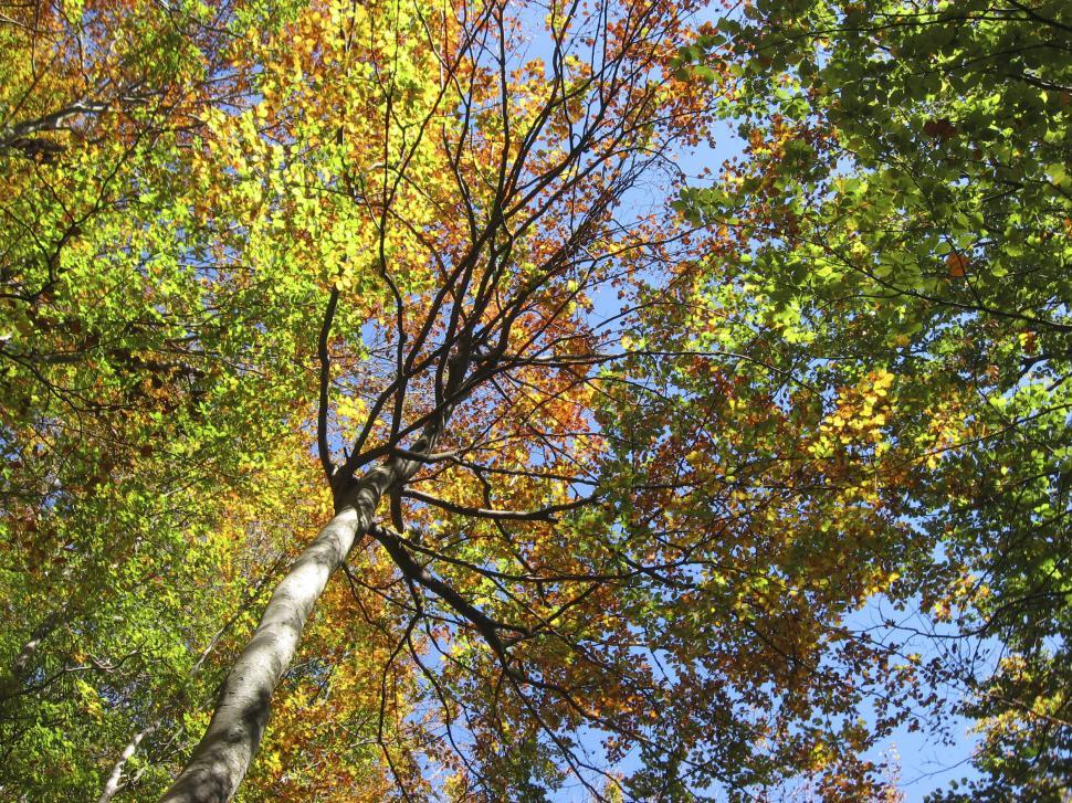Free Image of Tree color 
