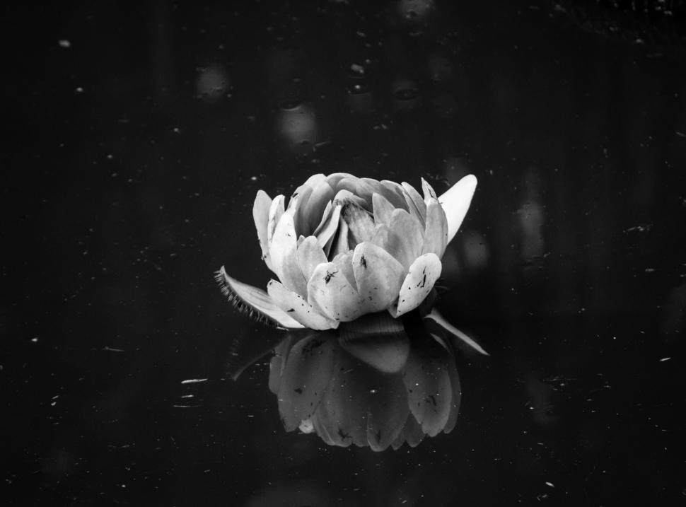 Free Image of Monochrome Flower in Bloom 