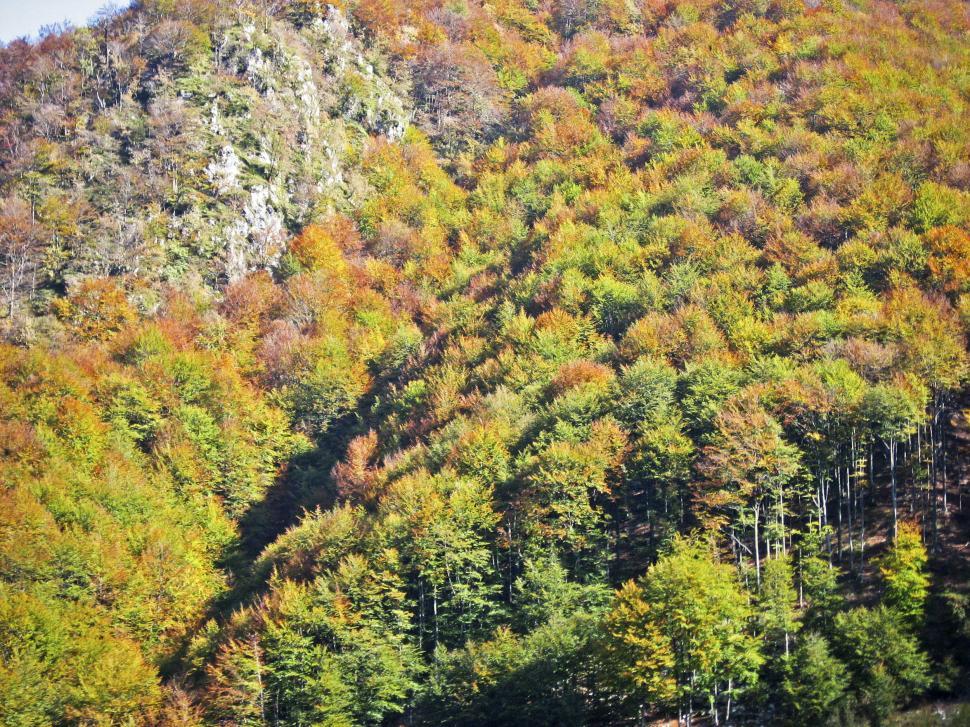 Free Image of Forest in Autumn 