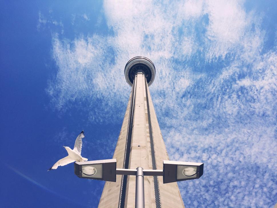 Free Image of Bird Flying Over Tall Building Under Blue Sky 