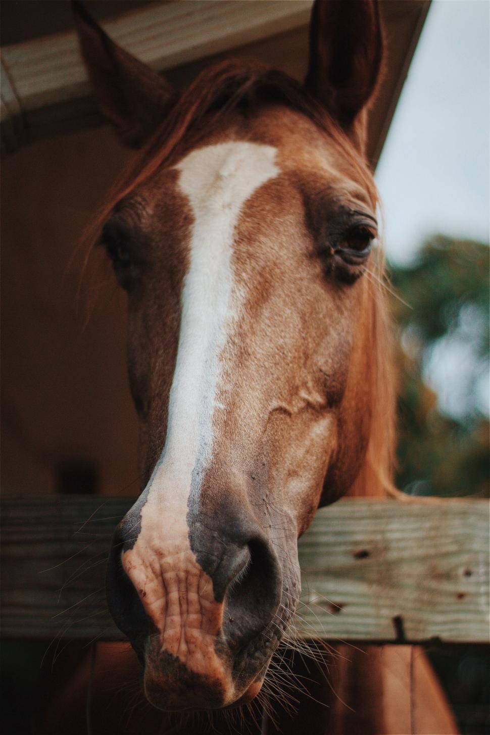 Free Image of Brown and White Horse Standing Next to Wooden Fence 