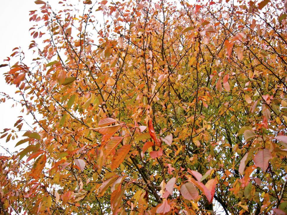 Free Image of trees 