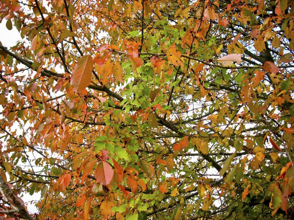 Free Image of trees turning 