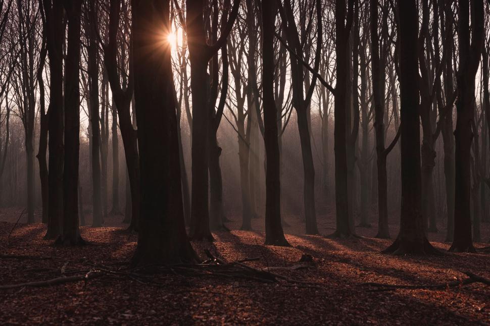 Free Image of Sunlight Streaming Through Trees in Forest 