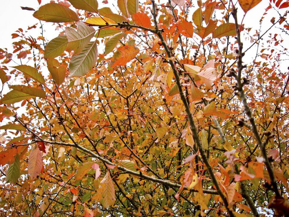 Free Image of Leaves 