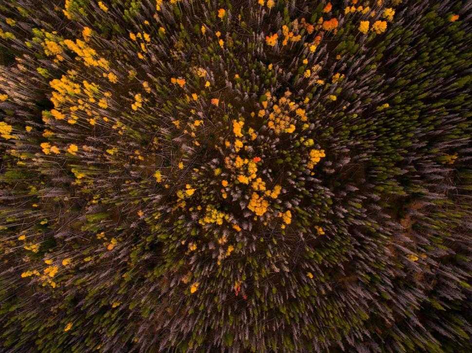 Free Image of Aerial View of Forest With Yellow Flowers 