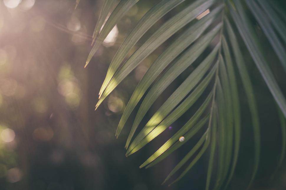 Free Image of Close Up of Palm Leaf With Blurry Background 