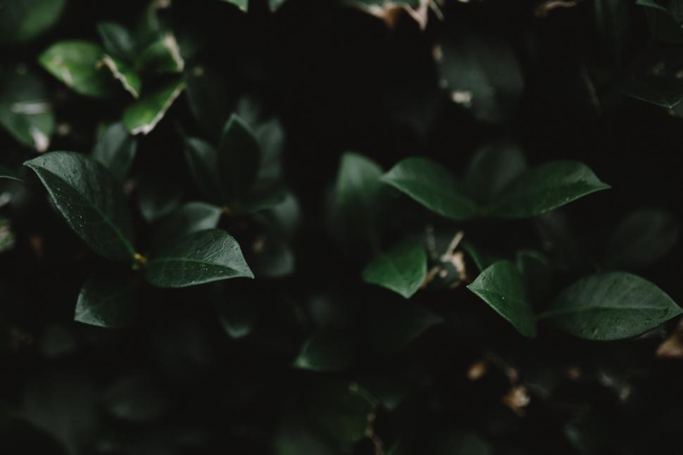 Free Image of Green Leaves in Black and White 