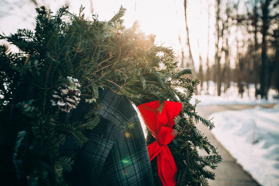 Free Image of Red Bow Tied to Tree in Snow 