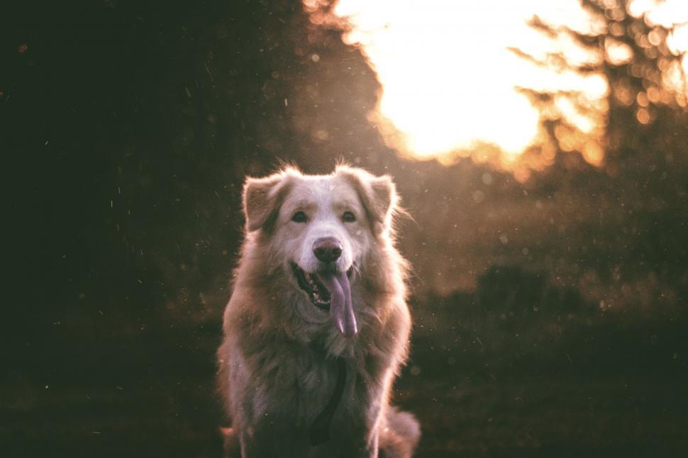 Free Image of Dog Standing in Grass With Mouth Open 