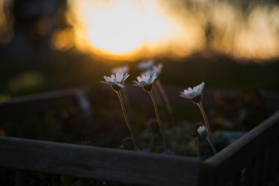 Free Image of Close Up of Flowers in a Planter 