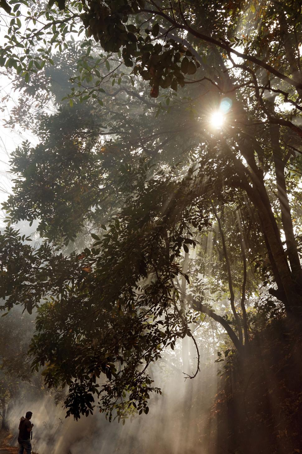 Free Image of Person Standing in the Middle of a Forest 