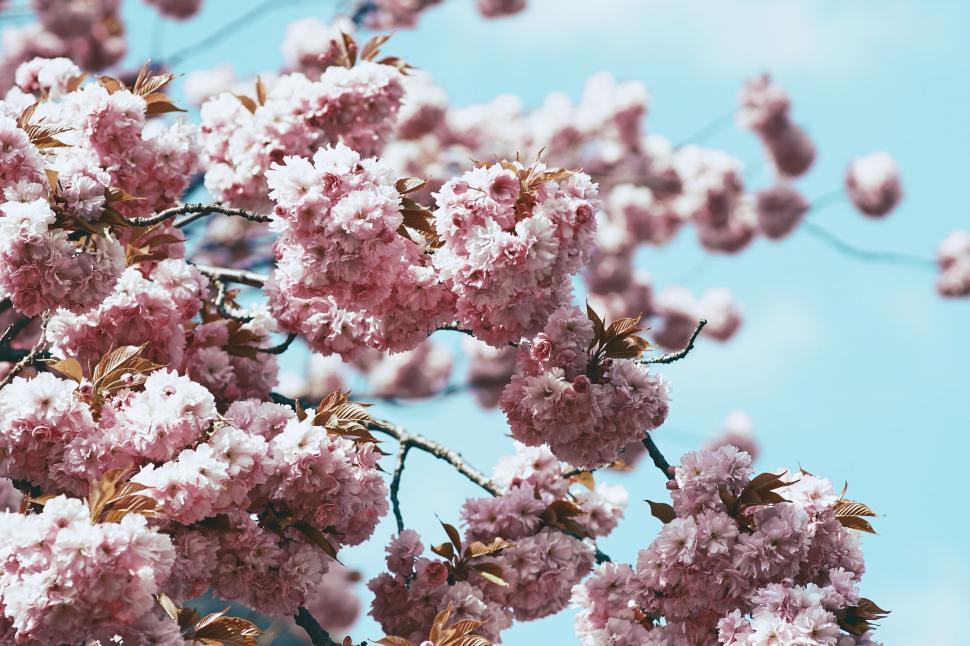 Free Image of Close Up of a Tree With Pink Flowers 