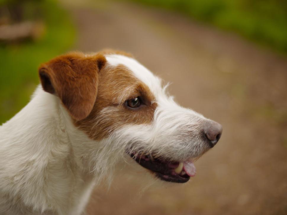 Free Image of Brown and White Dog Standing on Top of a Dirt Road 