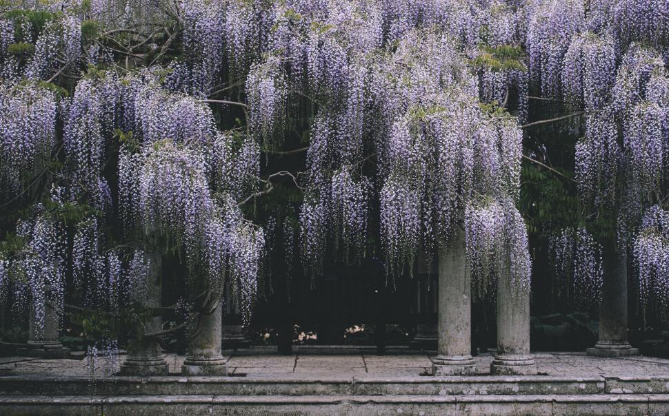 Free Image of Tree With Purple Flowers in Black and White 