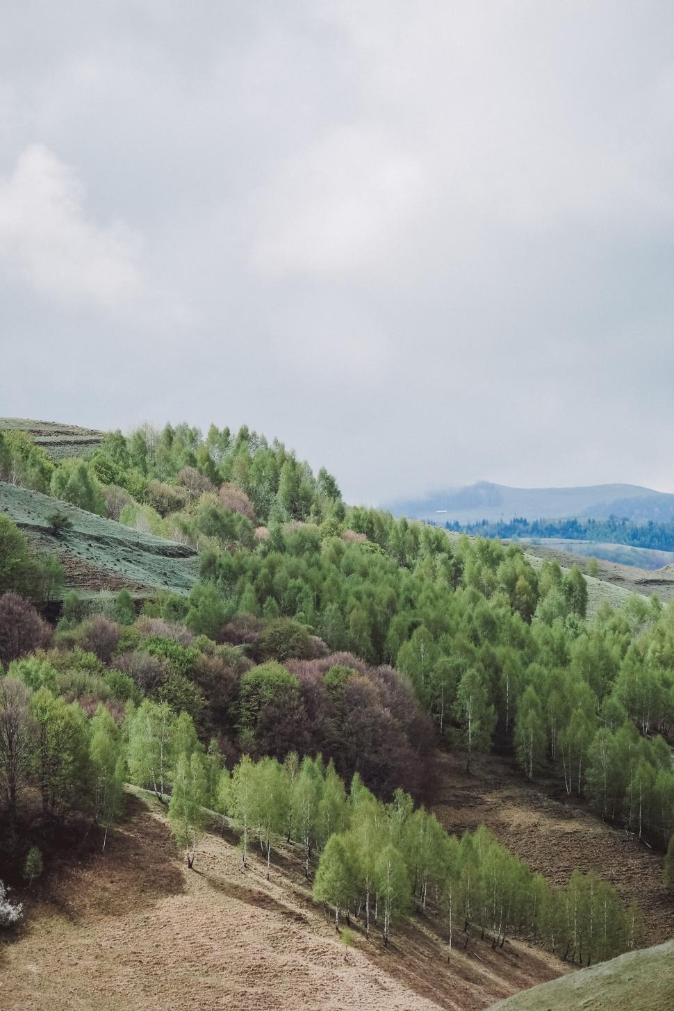 Free Image of Dense Green Forest With Abundant Trees 