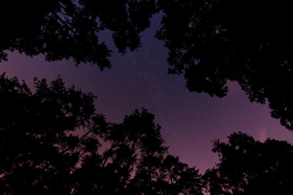 Free Image of Starry Night Sky With Trees 
