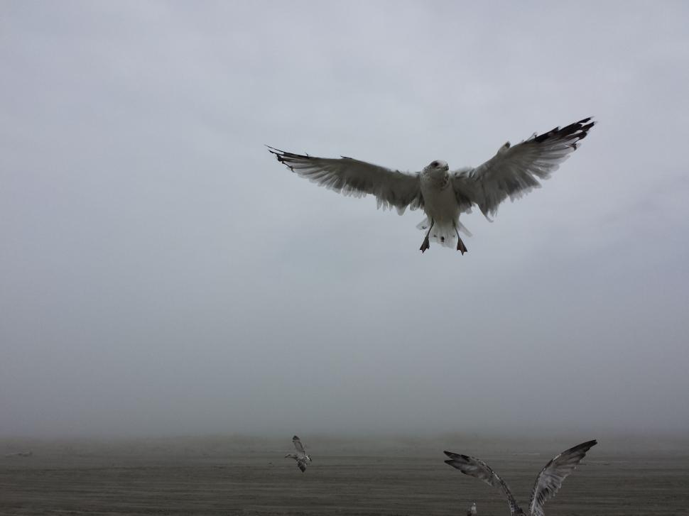 Free Image of Bird Flying in the Air With Wings Spread 